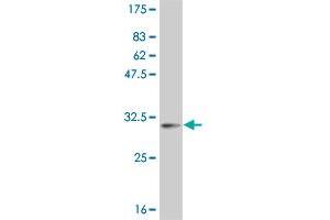 Western Blot detection against Immunogen (29. (POLD4 antibody  (AA 1-34))