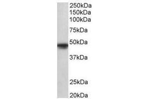AP31696PU-N (1µg/ml) staining of A549 lysate (35µg protein in RIPA buffer). (POU3F1 antibody  (Internal Region))
