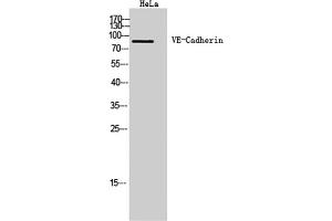 Western Blot analysis of Hela cells using VE-Cadherin Polyclonal Antibody. (Cadherin 5 antibody  (Internal Region))