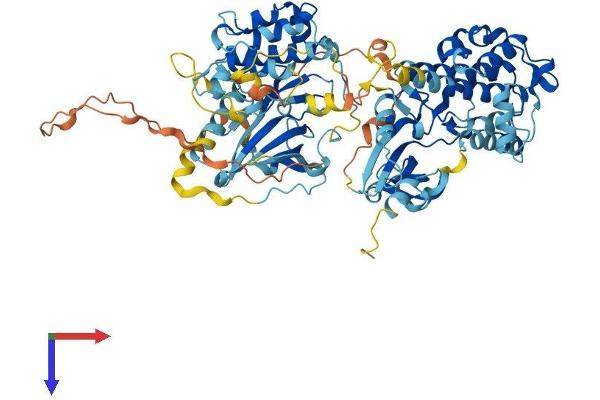 RPS6KA1 Protein (AA 1-724) (His tag)