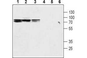 Western blot analysis of rat kidney membranes (lanes 1 and 4), mouse kidney lysates (lanes 2 and 5) and rat stomach lysates (lanes 3 and 6): - 1-3. (SLC9A2 antibody  (C-Term, Intracellular))