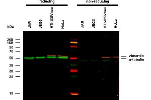 Anti-alpha-Tubulin Purified (TU-01) works in WB application under reducing conditions. (alpha Tubulin antibody)
