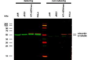 alpha Tubulin antibody