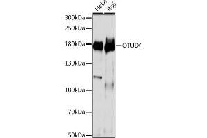 Western blot analysis of extracts of various cell lines, using OTUD4 antibody (ABIN7269121) at 1:1000 dilution.