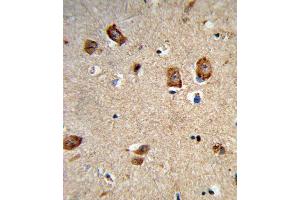 Formalin-fixed and paraffin-embedded human brain tissue reacted with ITGA1 Antibody (Center), which was peroxidase-conjugated to the secondary antibody, followed by DAB staining. (Integrin alpha 1 antibody  (AA 727-755))