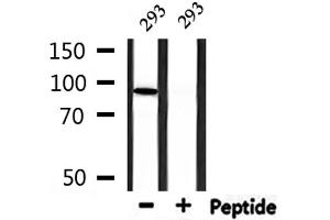 Western Blotting (WB) image for anti-Minichromosome Maintenance Complex Component 5 (MCM5) (N-Term) antibody (ABIN6263163)