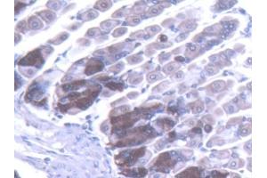 IHC-P analysis of Mouse Stomach Tissue, with DAB staining. (TLR5 antibody  (AA 327-646))