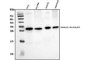 Western blot analysis of Galectin 3/LGALS3 using anti-Galectin 3/LGALS3 antibody (ABIN3043400). (Galectin 3 antibody  (AA 153-264))