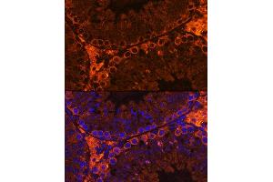 Immunofluorescence analysis of Mouse testis using CF Rabbit pAb (ABIN7266399) at dilution of 1:100. (CFAP61 antibody)
