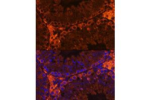 Immunofluorescence analysis of Mouse testis using CF Rabbit pAb (ABIN7266399) at dilution of 1:100. (CFAP61 antibody)