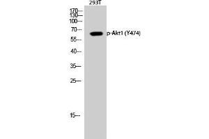 Western Blot (WB) analysis of 293T cells using Phospho-Akt1 (Y474) Polyclonal Antibody. (AKT1 antibody  (pTyr474))