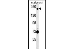 Western blot analysis in mouse stomach tissue lysates (15ug/lane). (GCC2 antibody  (C-Term))