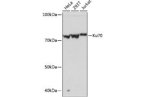 Western blot analysis of extracts of various cell lines, using Ku70 Rabbit mAb (ABIN7271407) at 1:1000 dilution. (XRCC6 antibody)