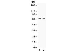 Western blot testing of 1) rat kidney and 2) human HeLa lysate with c-Rel antibody. (c-Rel antibody)