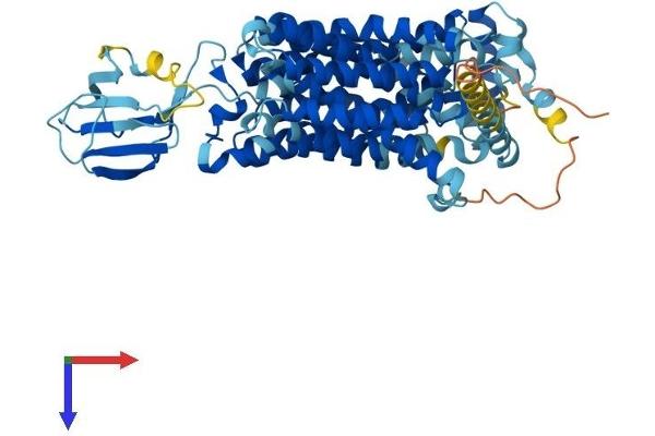 SLC22A16 Protein (AA 1-577) (His tag)