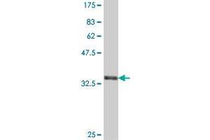PPT2 antibody  (AA 203-302)
