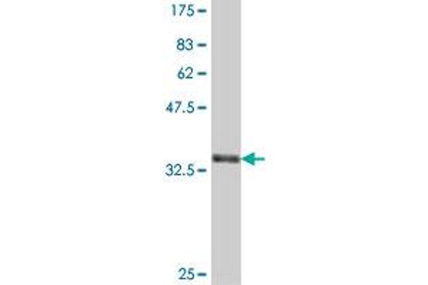 PPT2 antibody  (AA 203-302)
