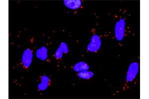 Proximity Ligation Analysis of protein-protein interactions between LAMA5 and LAMC1. (Laminin gamma 1 antibody  (AA 1-38))