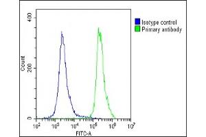Overlay histogram showing U-2 OS cells stained with (ABIN392773 and ABIN2842217)(green line). (EPS8 antibody  (N-Term))