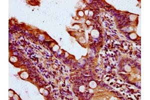 IHC image of ABIN7170939 diluted at 1:400 and staining in paraffin-embedded human small intestine tissue performed on a Leica BondTM system. (QSOX1 antibody  (AA 101-175))