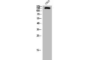 SCAF4 antibody  (Internal Region)