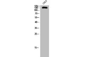 Western Blot analysis of COLO cells using SFRS15 Polyclonal Antibody (SCAF4 antibody  (Internal Region))