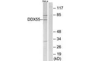 Western blot analysis of extracts from HeLa cells, using DDX55 Antibody. (DDX55 antibody  (AA 91-140))