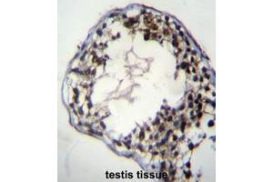 C7orf63 Antibody (N-term) immunohistochemistry analysis in formalin fixed and paraffin embedded human testis tissue followed by peroxidase conjugation of the secondary antibody and DAB staining. (C7orf63 antibody  (N-Term))