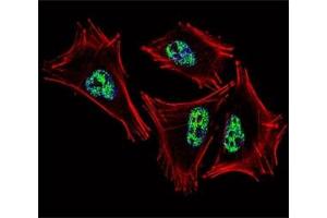 Immunofluorescence (IF) image for anti-Prospero Homeobox 1 (PROX1) (AA 492-522) antibody (ABIN3032348)