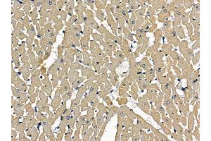 ABIN7097181 and ABIN7101249 at 1/100 staining rat heart tissue by IHC-P. (LRGUK antibody)