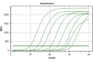 Polymerase Chain Reaction (PCR) image for Met Proto-Oncogene (MET) IQ-ELISA Kit (ABIN5680031) (c-MET IQ-ELISA Kit)