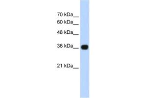 Western Blotting (WB) image for anti-Canopy 3 Homolog (CNPY3) antibody (ABIN2460947) (TNRC5 antibody)