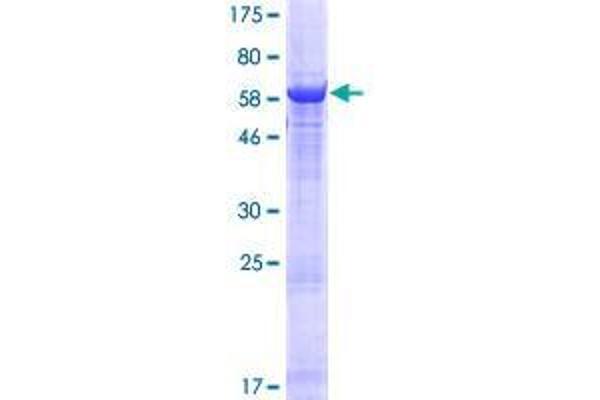 ZNF333 Protein (AA 1-303) (GST tag)