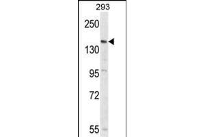 Western blot analysis of PCDH17 Antibody (C-term) (ABIN653792 and ABIN2843076) in 293 cell line lysates (35 μg/lane). (PCDH17 antibody  (C-Term))