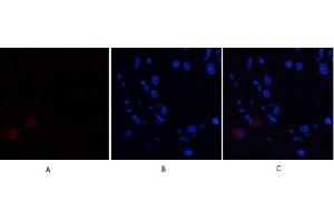 Immunofluorescence analysis of human-breast tissue. (Annexin a1 antibody  (AA 130-180))