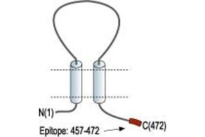 Representative domain view of the target of ABIN7237795.