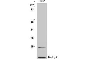 Western Blot (WB) analysis of specific cells using Neddylin Polyclonal Antibody. (NEDD8 antibody  (N-Term))