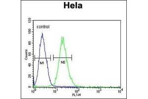 Flow Cytometric analysis of HeLa cells (right histogram) compared to a negative control cell (left histogram) using RPL31 Antibody (Center) Cat. (RPL31 antibody  (Middle Region))