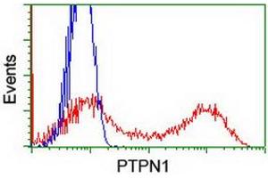 Image no. 3 for anti-Protein tyrosine Phosphatase, Non-Receptor Type 1 (PTPN1) antibody (ABIN1500495)