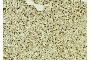 ABIN6273338 at 1/100 staining Mouse liver tissue by IHC-P. (UFD1L antibody  (Internal Region))