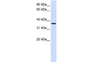 WB Suggested Anti-LHX8 Antibody Titration:  0. (LHX8 antibody  (Middle Region))