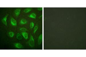 Peptide - +Immunofluorescence analysis of HeLa cells, using Calnexin (Ab-583) antibody. (Calnexin antibody  (pSer583))