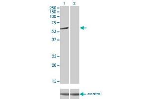Western Blotting (WB) image for anti-CLK3 (CLK3) (AA 36-136) antibody (ABIN598615) (CLK3 antibody  (AA 36-136))