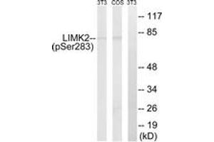 Western Blotting (WB) image for anti-LIM Domain Kinase 2 (LIMK2) (AA 249-298), (pSer283) antibody (ABIN482630) (LIMK2 antibody  (pSer283))