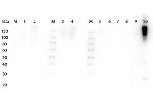 Western Blotting (WB) image for Goat anti-Mouse IgG (Heavy & Light Chain) antibody (HRP) - Preadsorbed (ABIN965171)