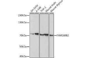 Western blot analysis of extracts of various cell lines, using FB2 antibody (ABIN3017558, ABIN3017559, ABIN3017560 and ABIN6220153) at 1:1000 dilution. (FAM160B2 antibody  (AA 420-520))
