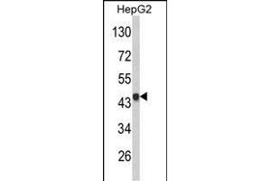 Western blot analysis of VPS26A Antibody (Center) (ABIN652668 and ABIN2842449) in HepG2 cell line lysates (35 μg/lane). (VPS26A antibody  (AA 263-291))