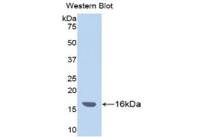 Western Blotting (WB) image for anti-Inter alpha Globulin Inhibitor H4 (ITIH4) (AA 29-157) antibody (ABIN1176673) (ITIH4 antibody  (AA 29-157))