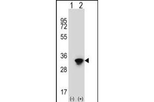 Western blot analysis of ELAVL1 (arrow) using rabbit polyclonal ELAVL1 Antibody (ABIN652911 and ABIN2842587). (ELAVL1 antibody)