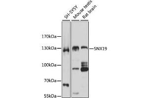 Western blot analysis of extracts of various cell lines, using SNX19 antibody (ABIN1876436) at 1:3000 dilution.